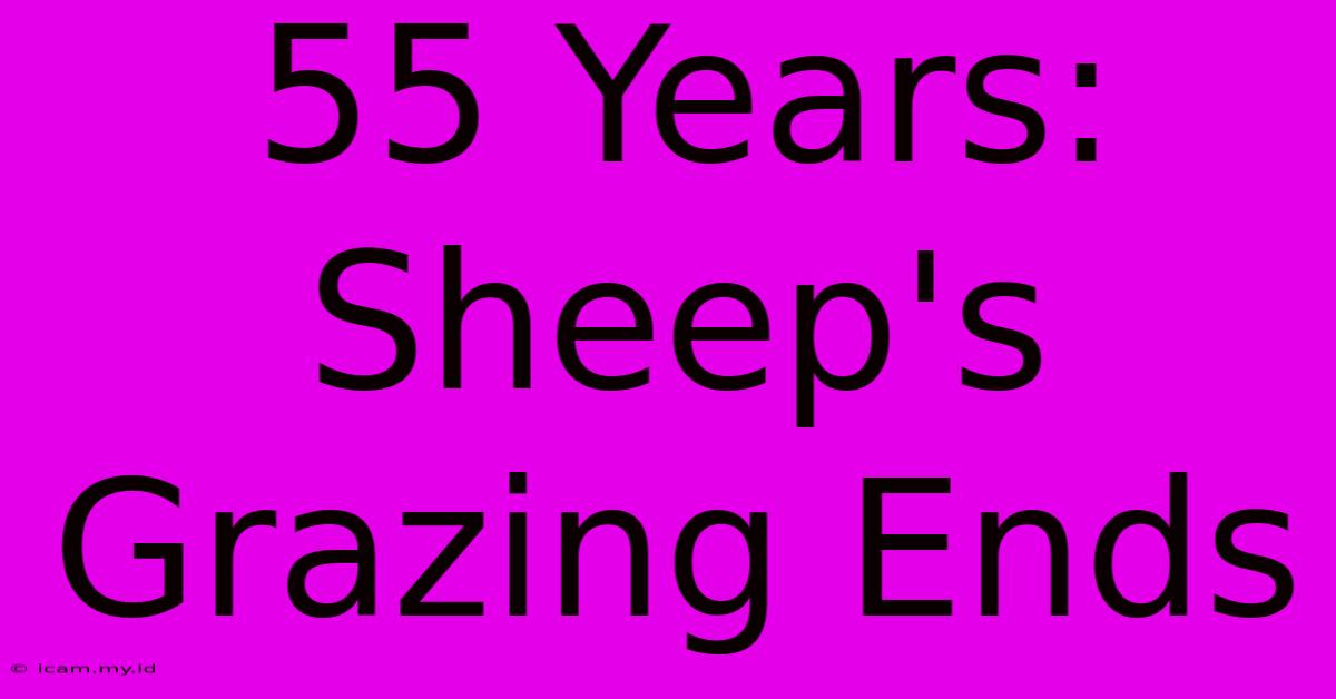 55 Years: Sheep's Grazing Ends