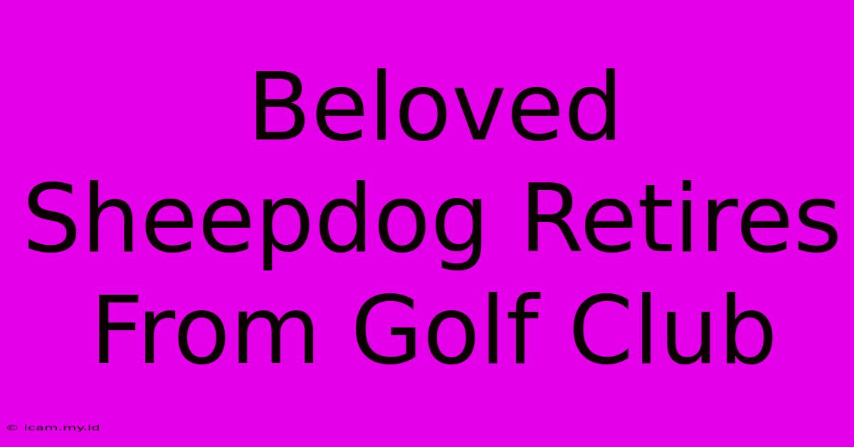 Beloved Sheepdog Retires From Golf Club