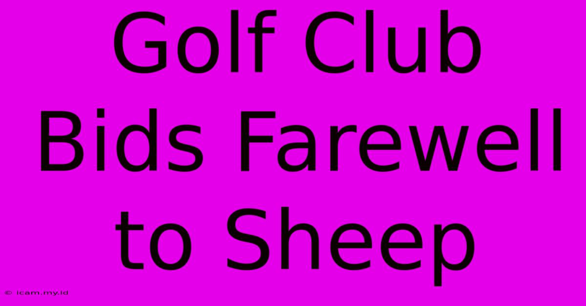 Golf Club Bids Farewell To Sheep