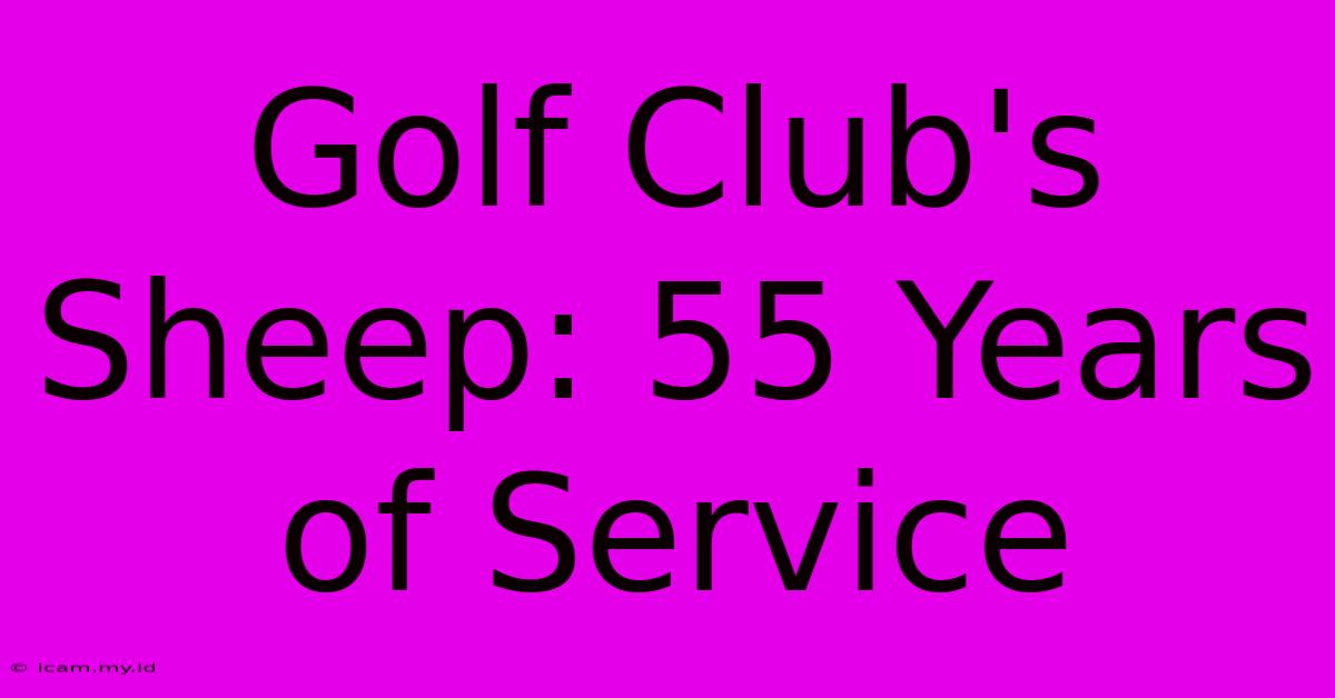 Golf Club's Sheep: 55 Years Of Service