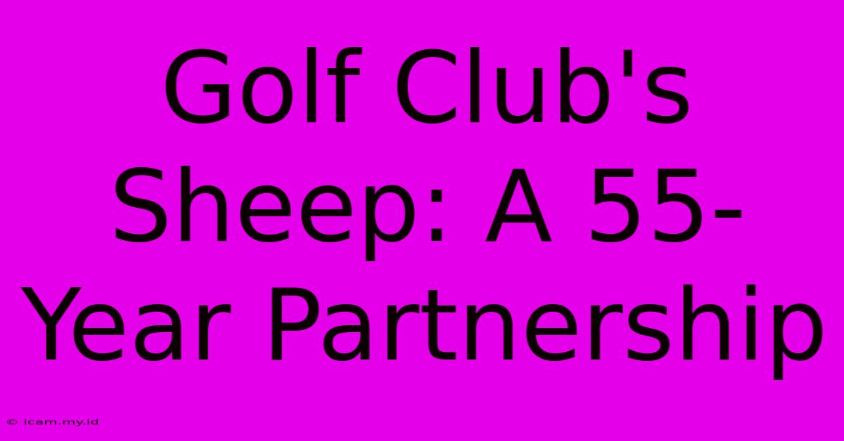 Golf Club's Sheep: A 55-Year Partnership