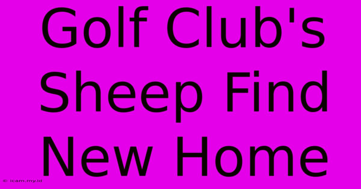 Golf Club's Sheep Find New Home