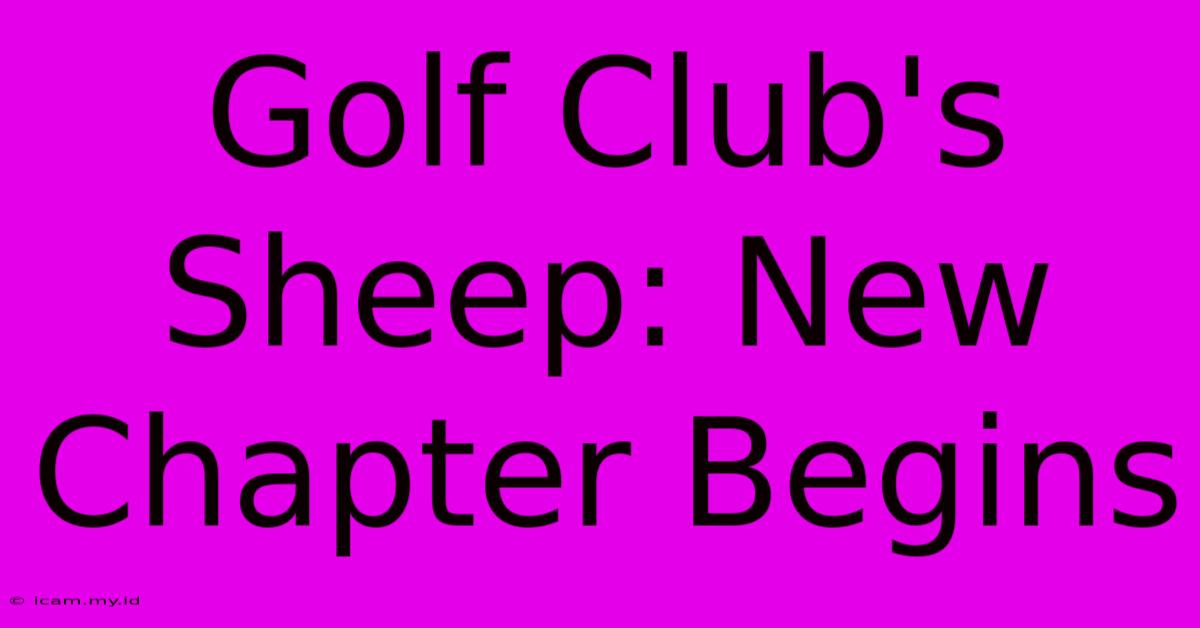 Golf Club's Sheep: New Chapter Begins