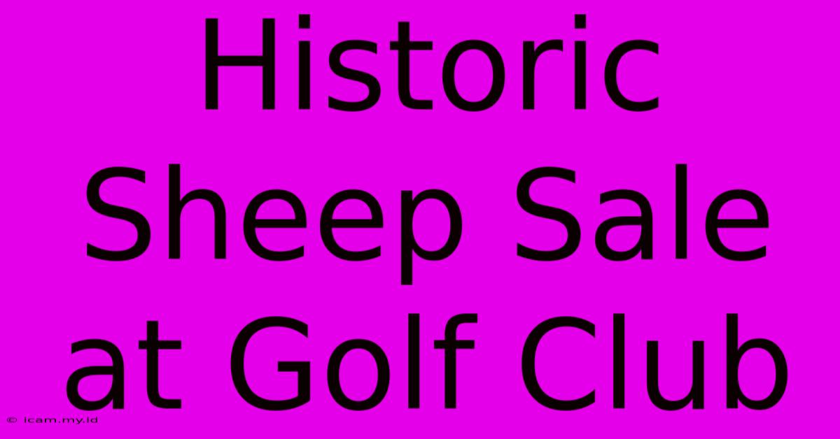 Historic Sheep Sale At Golf Club