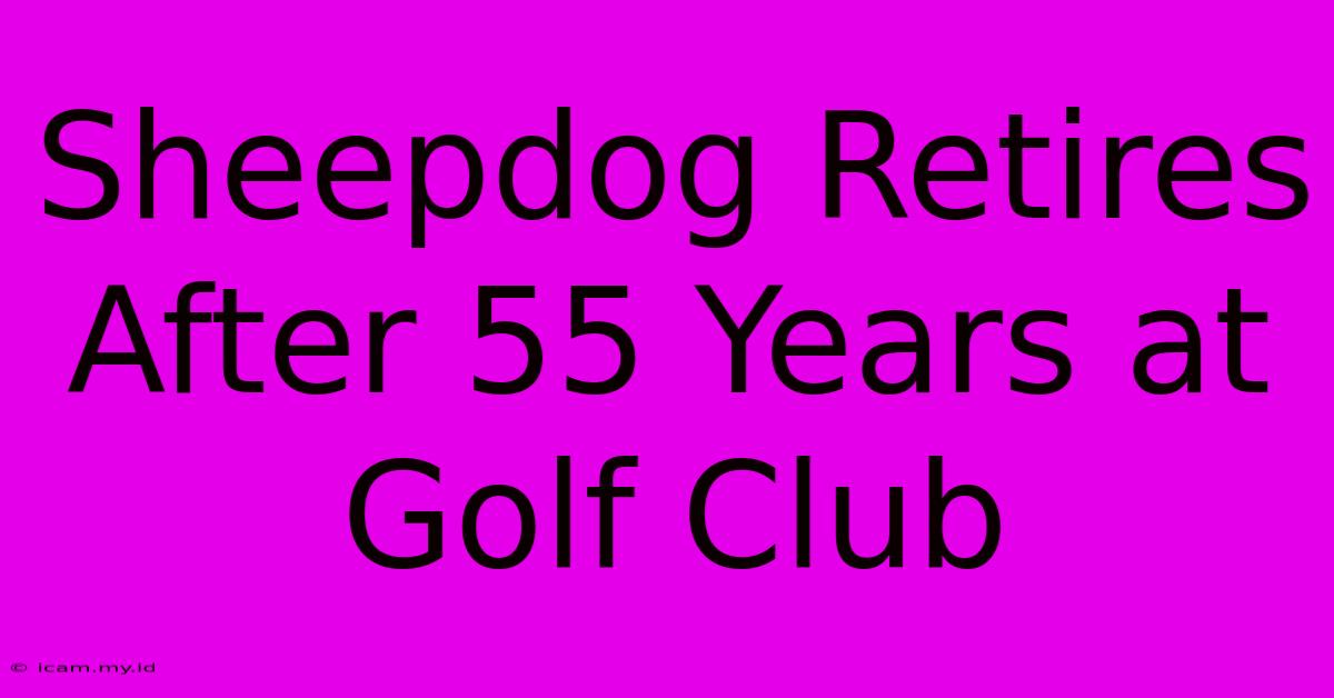 Sheepdog Retires After 55 Years At Golf Club